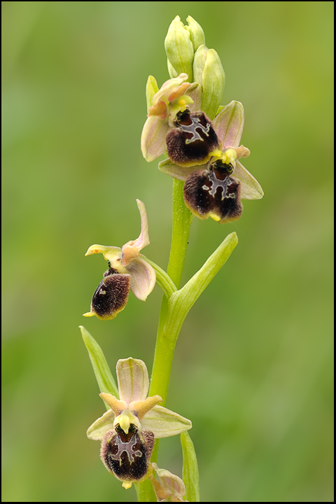 Ophrys ibrido da identificare